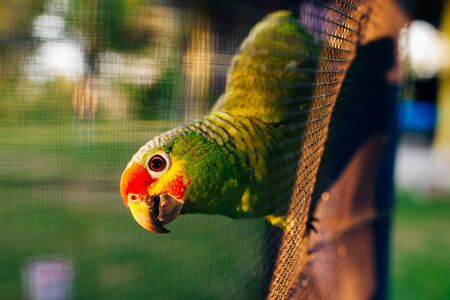 green parrot sitting on a branch behind the net