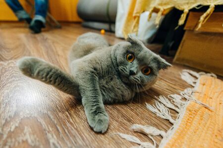 british shorthair blue cat lying on the floorの写真素材
