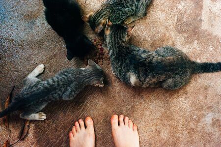 high-angle view of many cats eating form the same floor of dried cat foodの写真素材