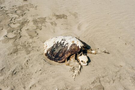 Dead endangered sea turtle on beach in Peruの写真素材