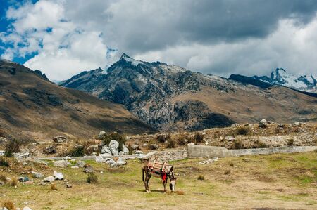 Donkey grazing on the pasture. Hairy donkey feeding itself near the mountainsの写真素材