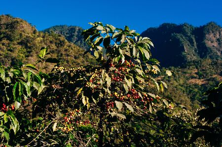 coffee with red fruits and raindrops in Guatemalaの写真素材