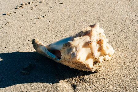 Big Shell on the beach
