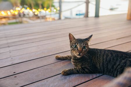 cat on a wooden floor at sunset, baliの写真素材