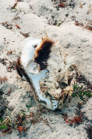 cattle skull with six on the ground.