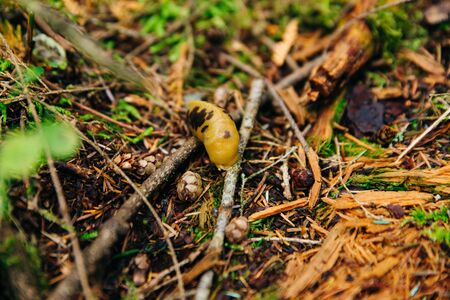 Brownish slug in the forest litter, canada.の写真素材