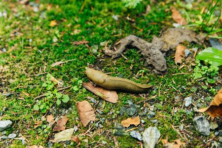 Brownish slug in the forest litter, canada.