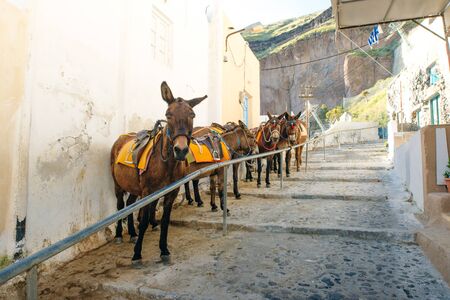 donkeys in a beautiful harness on the island of Santorini, Greeceの写真素材
