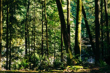 Sunrays filtering thru the forest foliage in a Vancouver park, British Columbia, Canada.の写真素材