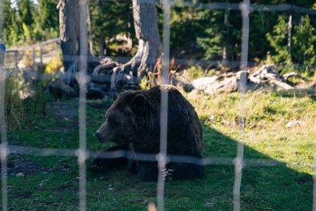 North Vancouver, British Columbia, Canada. The grizzly bear of Grouse Mountain.