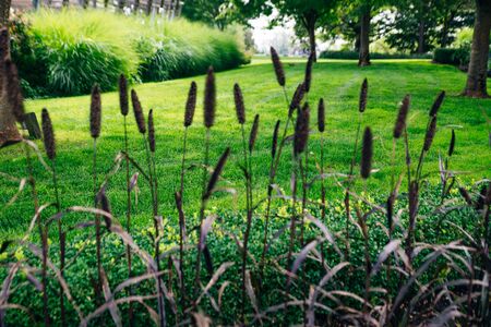 The bulrushes lit by bright sunlight. Blurの写真素材