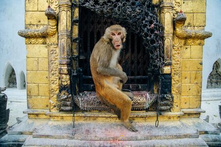 Kathmandu, Nepal - July 2019 Very cute family of Monkeys at the Swayambhunath temple.