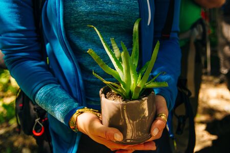farmer woman use hand holding plant aloe vera tree.の写真素材