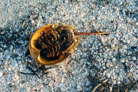 Dead Atlantic horseshoe crab at Staten Island beach, mexico.の写真素材
