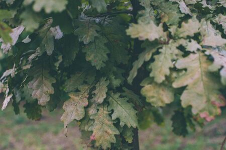 Oak tree with young green leaves in autumn. Branches of a young oak tree in a clearing. Natural background.の写真素材