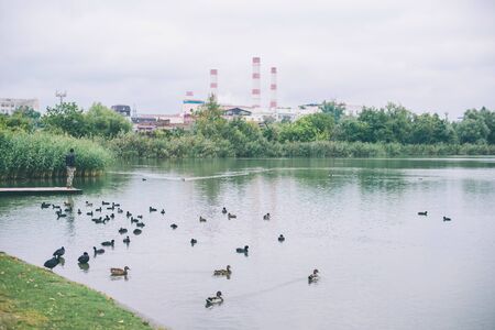 ducks on the lake on non factory pipes.の写真素材