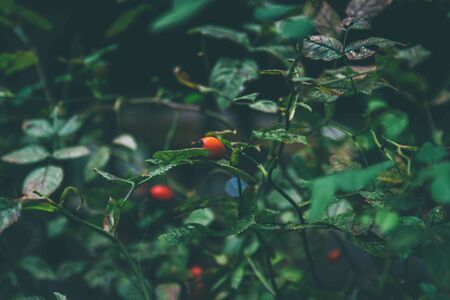 Red fruit of Crataegus monogyna, known as hawthorn or single-seeded hawthorn.の写真素材