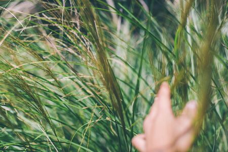 hand touching wheat spikes with her hand at sunset in meadow grass.の写真素材