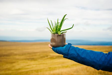 Aloe in a pot. Girl holding aloe flower in a pot in the foregroundの写真素材