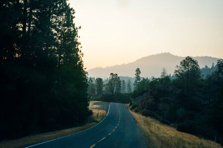 Summer road through the forest.の写真素材