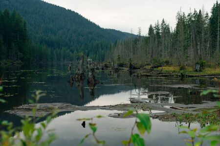 Alouette Lake in the Golden Ears Provincial Park, British Columbia, Canada.の写真素材