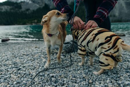 Chihuahua puppy wearing yellow tiger suit.の写真素材