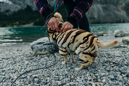 Chihuahua puppy wearing yellow tiger suit.の写真素材