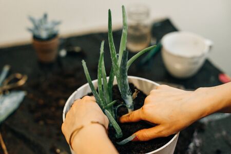 Gardeners hand planting flowers in pot with dirt or soilの写真素材
