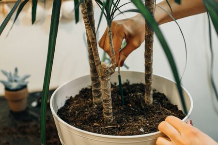 Gardeners hand planting flowers in pot with dirt or soil.