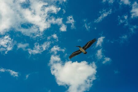 Pelican flying in the Caribbean sky. Isolated subject in the blue sky. Bird of the local fauna of mexico.の写真素材