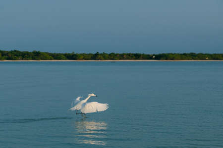 White heron in flight. White large bird above the surface with reflection in the water. Heron with...