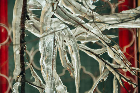 Frozen in the ice tree branches. Frozen tree branch in winter