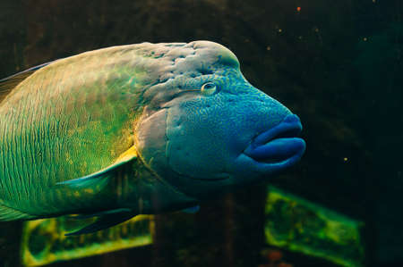 underwater photo of sea fish at Phuket Aquarium, Thailand.のeditorial素材