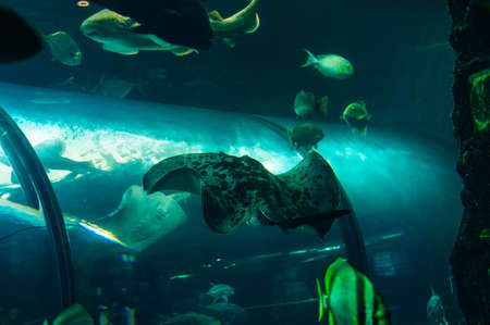 underwater photo of sea fish at Phuket Aquarium, Thailand.のeditorial素材