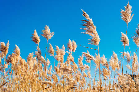 Dry grass flowers blowing in the wind, red reed sway in the wind with blue cloudy sky background,...