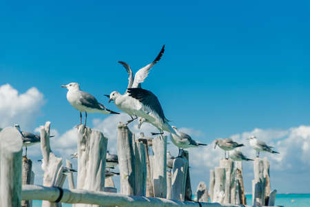 seagulls on old gray logs against a blue sky. Isla mujeres, mexicoの写真素材