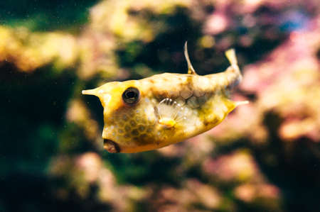 underwater photo of sea fish at Phuket Aquarium, Thailand.のeditorial素材