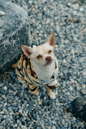 little Chihuahua puppy wearing yellow tiger suitの写真素材