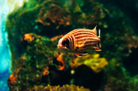 underwater photo of sea fish at Phuket Aquarium, Thailand - dec, 2019のeditorial素材