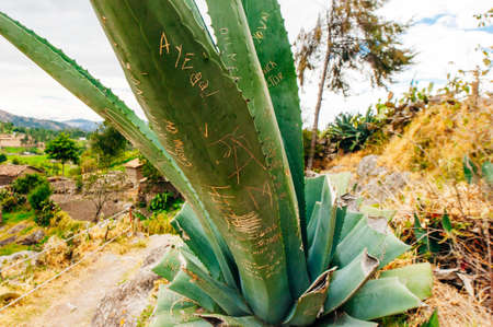 peru, APRIL 2019. An agave plant has been defaced with graffiti.のeditorial素材