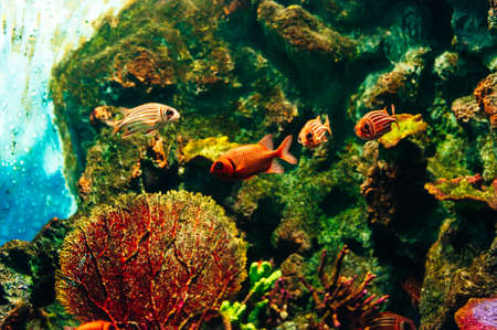 underwater photo of sea fish at Phuket Aquarium, Thailand.