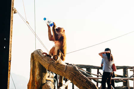 A monkey searching for things to steal from tourists.のeditorial素材