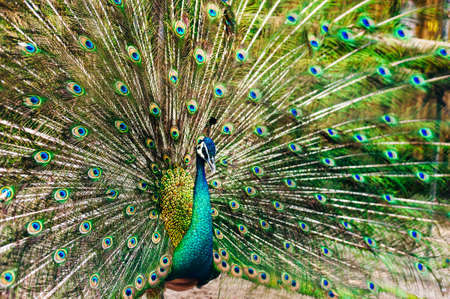 A Male Peacock showing off his beautiful tail feathers.の写真素材