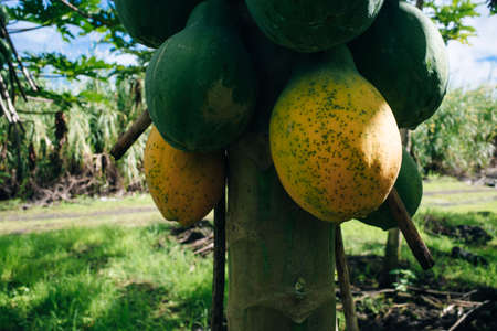 close up of a papaya tree whose fruit is ripe on the tree. hawaiiの写真素材