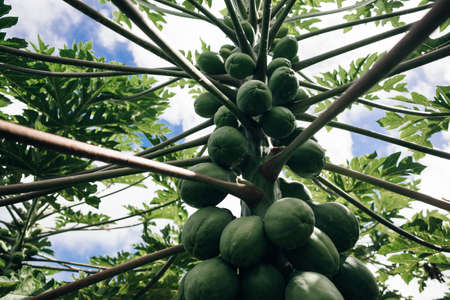 close up of a papaya tree whose fruit is ripe on the tree. hawaii
