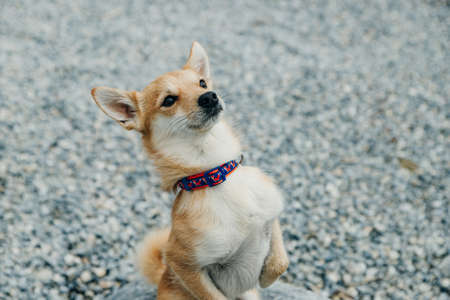 little Chihuahua puppy standing on hind legs on the stone.の写真素材