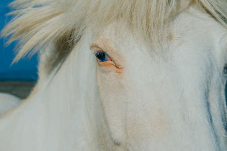 white Icelandic horse in the field of scenic nature landscape of Iceland. High quality photoの写真素材