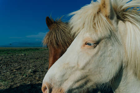 Icelandic horses in the field of scenic nature landscape of Iceland. High quality photoの写真素材