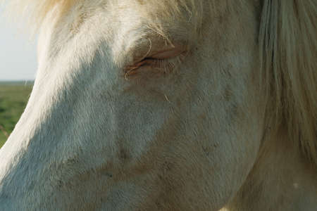 white Icelandic horse in the field of scenic nature landscape of Iceland. High quality photoの写真素材