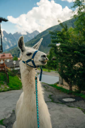 White lama portrait outdoor. Zoo animals. Animals protection and farm life concept. High quality photoの写真素材